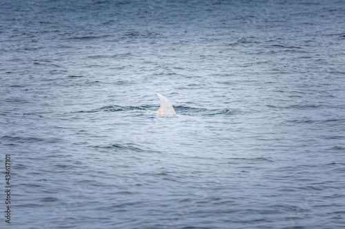 Rare albino dolphin. Caspar the albino dolphin in the pacific ocean.