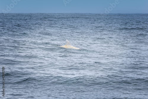 Rare albino dolphin. Caspar the albino dolphin in the pacific ocean.