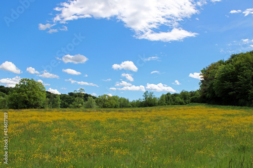 Poppies in May at surroundings of Zagreb, Croatia