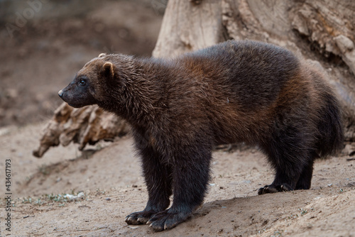 Siberian wolverine, Gulo Gulo in nature