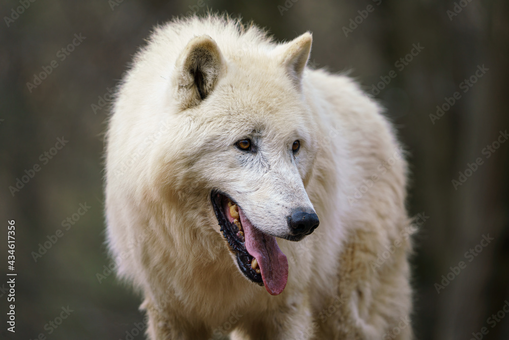 Arctic wolf (Canis lupus arctos), also known as the white wolf or polar wolf Arctic wolf (Canis lupus arctos), also known as the white wolf or polar wolf