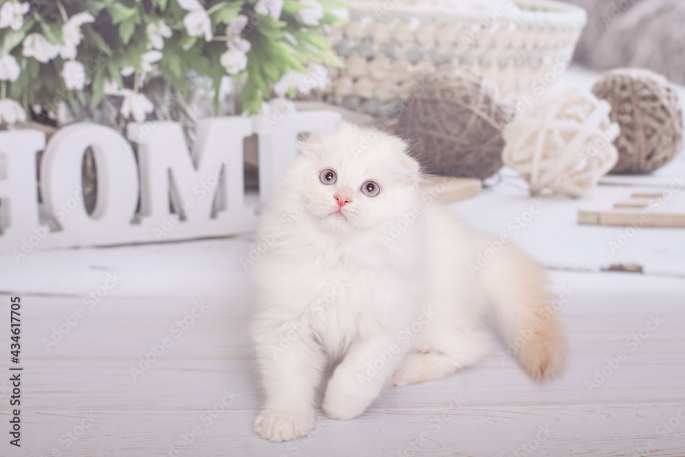 Fototapeta premium Scottish kitten highland fold white color