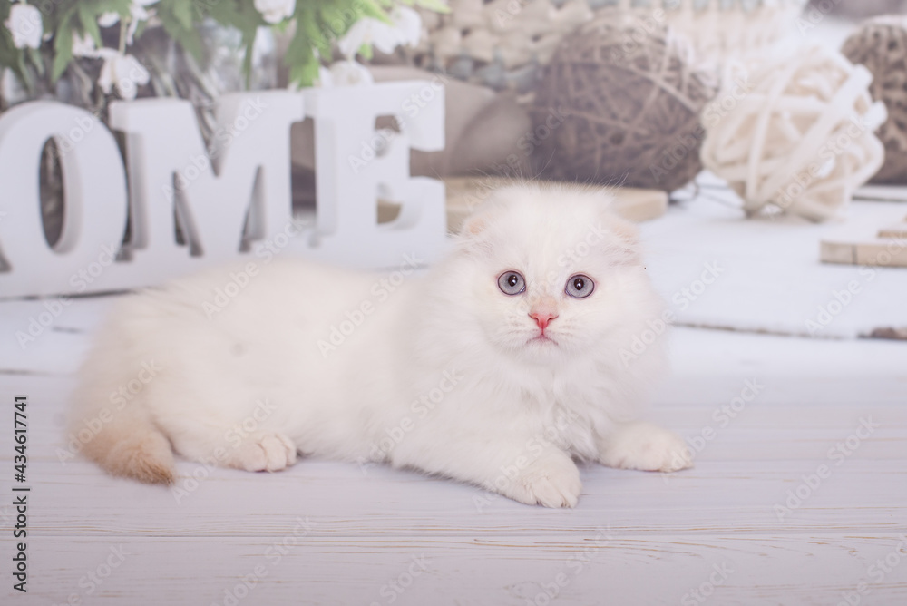 Obraz premium Scottish kitten highland fold white color