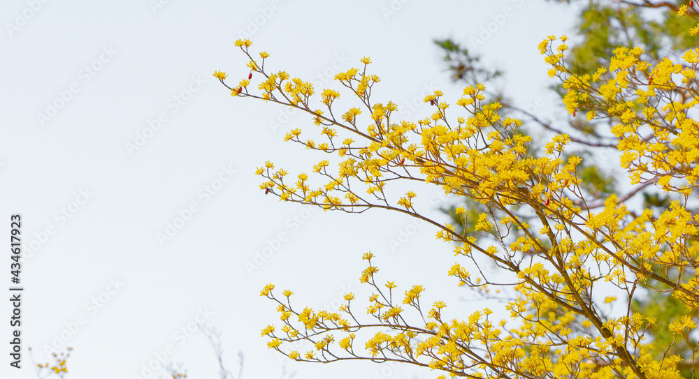 Forsythia Forsythia