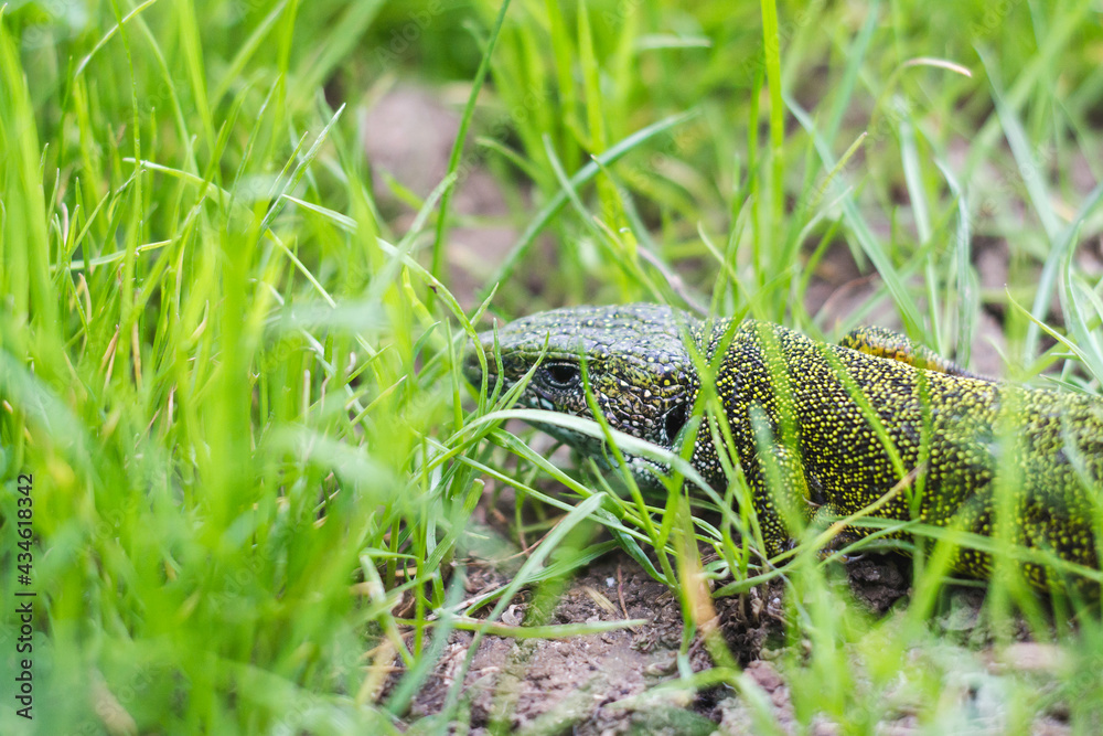 Obraz premium A green lizard in the meadow