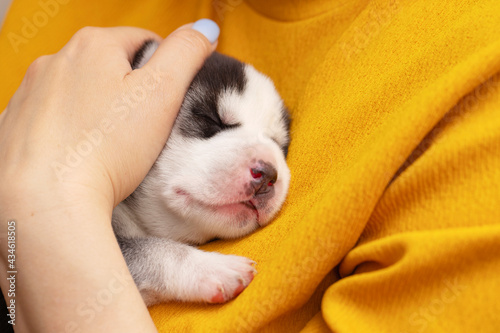 A woman is holding a newborn husky puppy. The female hugs the little puppy. Pet care concept