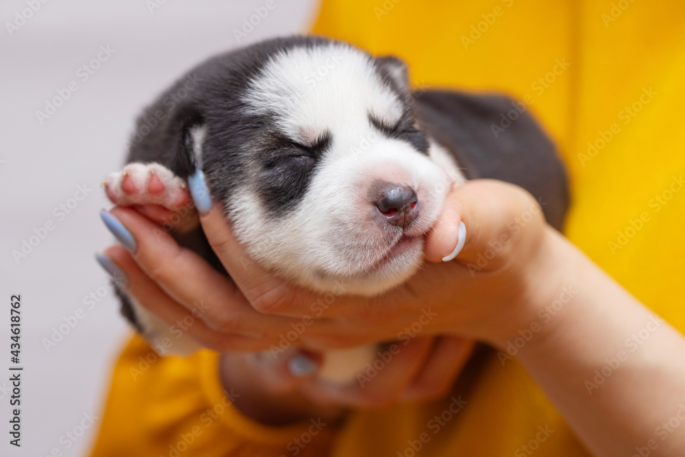 Puppy dog sleeps on female hands. Womans hands are holding newborn husky puppy. Pet care concept Puppy dog sleeps on female hands. Womans hands are holding newborn husky puppy. Pet care concept