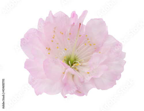 Pink flower, macro, isolated on white background