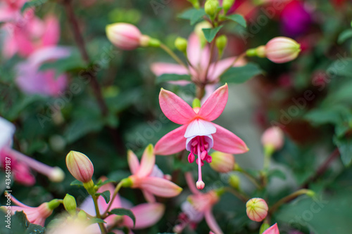 Rosa bl  hende Fuchsien im Sommer