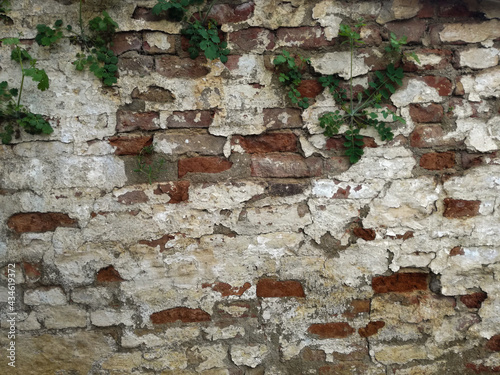 plants on the wall