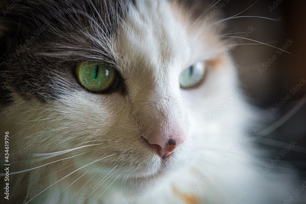 close up portraits of cats