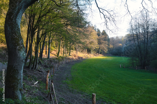 Waldlichtung
