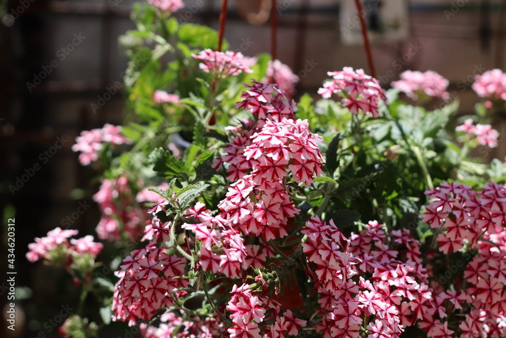 Obraz premium pink and white flowers