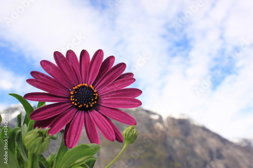 blooming flower against the sky - Eidfjord