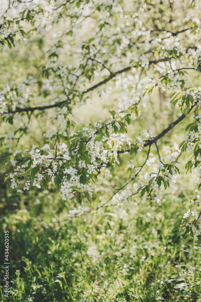 Branches of a blossoming tree on a garden background. Spring blossom. Branches of a blossoming tree on a garden background. Spring blossom.