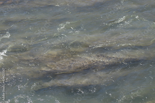 clear water of a mountain river
