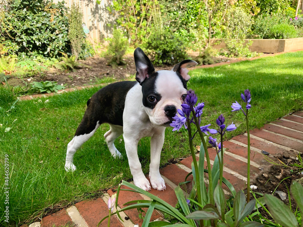 Boston Terrier puppy standing behind bluebell flowers in a garden