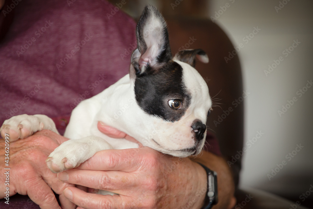 Cute Boston Terrier puppy being held in the arms of man on his lap