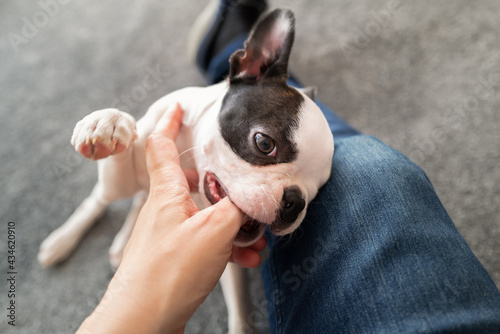 Obraz na plátně Boston Terrier puppy chewing or biting the thumb of the person she is playing with due to the fact she is teething