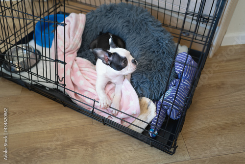 Boston Terrier puppy in a cage, crate with the door open. Her bed and blanket, plus toys and bowls can be see in the cage. photo