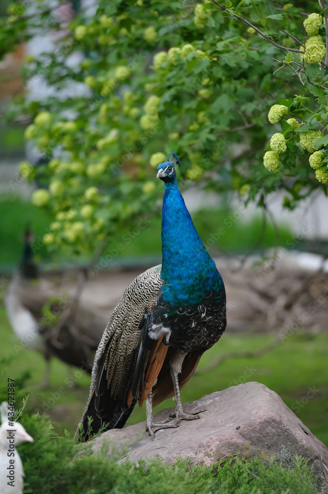 Peacock male posing on a beautiful greenery background