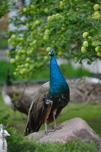 Obraz na płótnie Peacock male posing on a beautiful greenery background w salonie