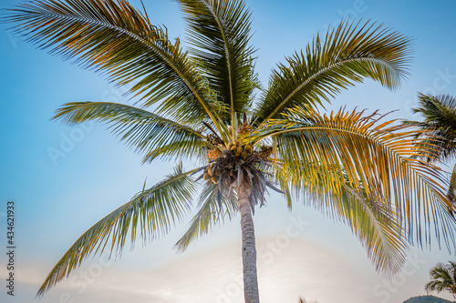palm tree on the beach © robertoa