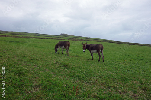 Zwei Esel auf der Weide, Wiese, grasen, draußen, am Tag