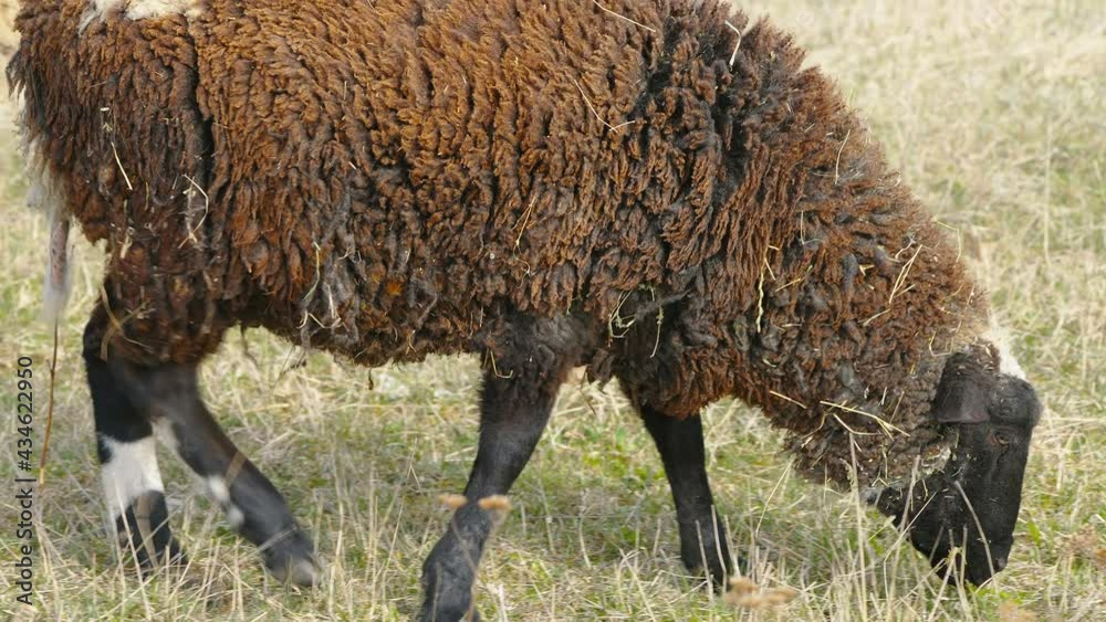 The thick brown wool of the sheep eating some grasses from the ground The thick brown wool of the sheep eating some grasses from the ground