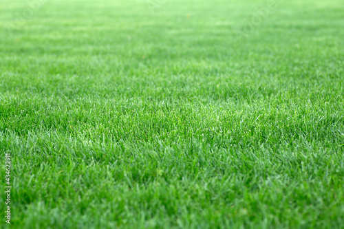Green grass background. Young lawn in summer under the sun on a field in a public park