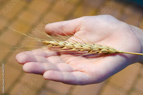 Farmer holding a bunch of ripe cultivated wheat ears in hands. Organic farming.