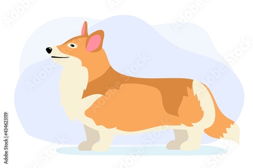 Dog welsh corgi side view looking sideways Full length on white background Cute beautiful dog Vector illustration