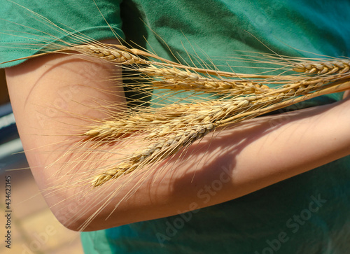 Farmer holding a bunch of ripe cultivated wheat ears in hands. Organic farming.