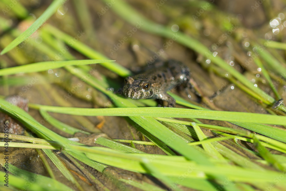 The European fire-bellied toad (lat. Bombina bombina), of the family Bombinatoridae. The European fire-bellied toad (lat. Bombina bombina), of the family Bombinatoridae.