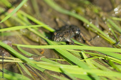 The European fire-bellied toad (lat. Bombina bombina), of the family Bombinatoridae.
