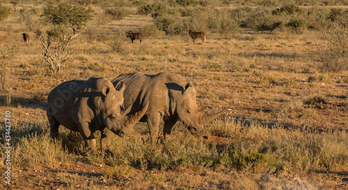 Photo two white rhinos with large horns grazing in sunset light in namibia private gam