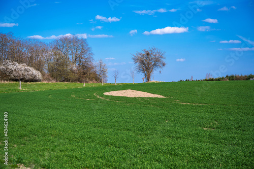 Green field and blooming tree on horizon.