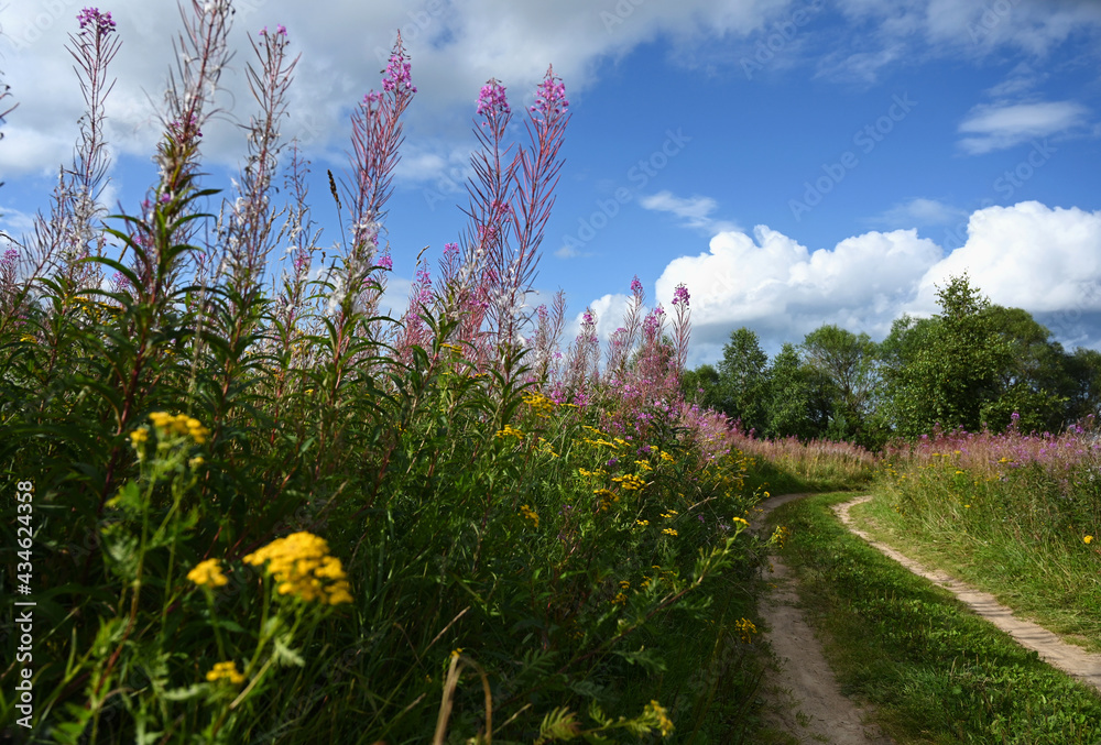 Obraz premium country road through a beautiful flowering field. Pink flowers of Ivan-tea or blooming Sally. Medicinal plant willow-grass grows in a meadow against a blue sky