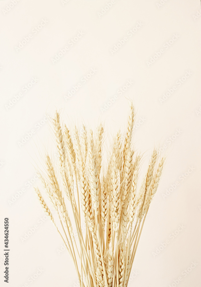Fototapeta premium Close up of wheat spikes on beige background. Minimal neutral floral composition