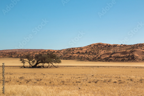 landscape of sossusvlei- acacia tree, savannah and red dunes
