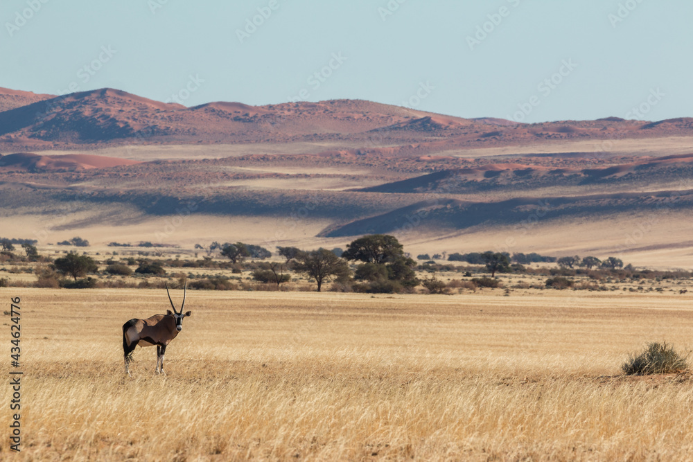 single oryx antelope in typical sossusvlei landscape during 2021 self drive in beautiful light setting