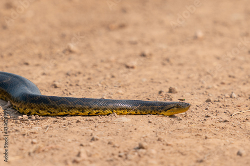 The yellow anaconda (Eunectes notaeus) photo