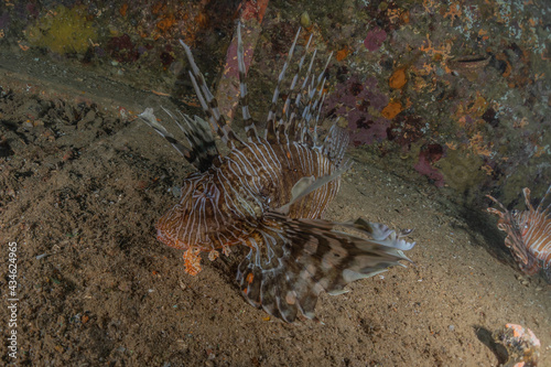 Lion fish in the Red Sea colorful fish  Eilat Israel 