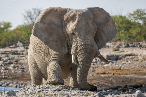 Elephant in Etosha . Namibia from the front