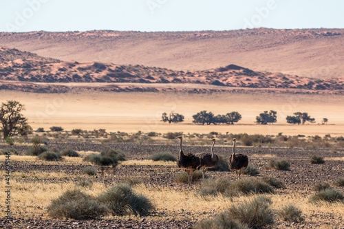 ostriche family standing in sossusvlei landscape at sunset