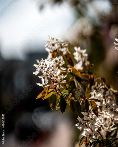 White flower (ID: 434625953)