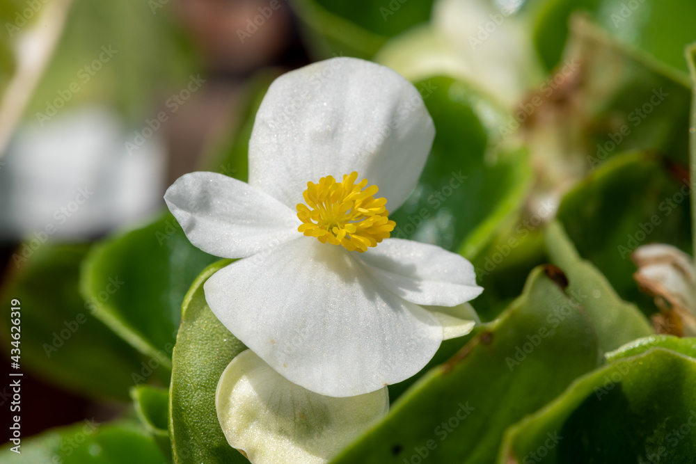 Fototapeta premium Macro shot of a white begonia flower