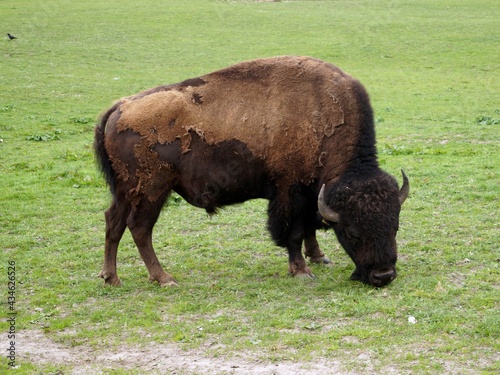Bison grazing in the meadow