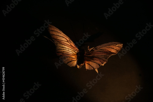 Sztuczny motyl w mroku, artificial butterfly in dark