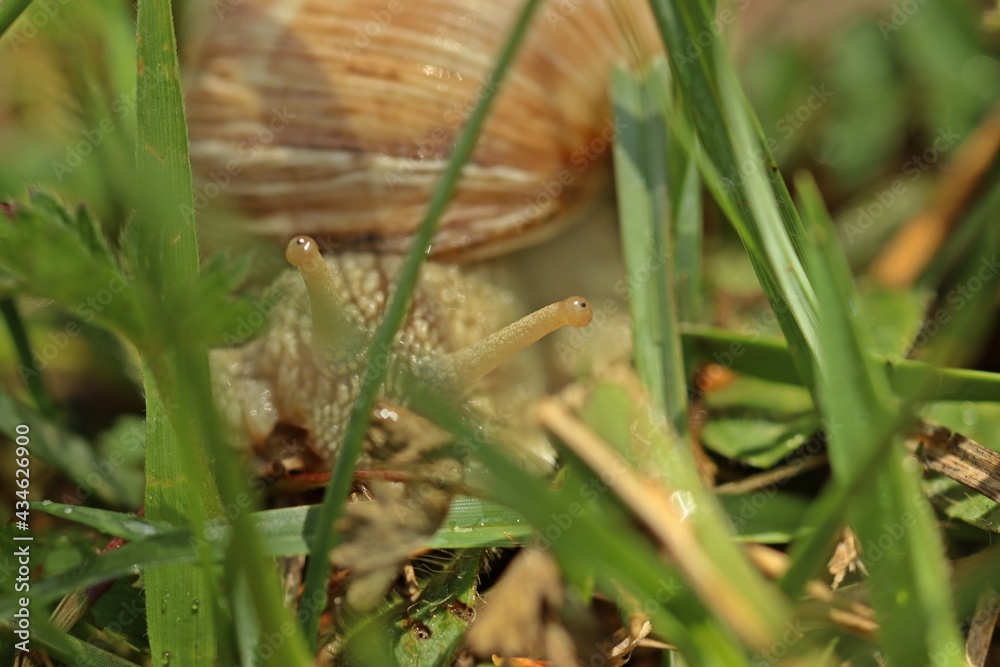 Portrait einer Weinbergschnecke (Helix pomatia) Portrait einer Weinbergschnecke (Helix pomatia)
